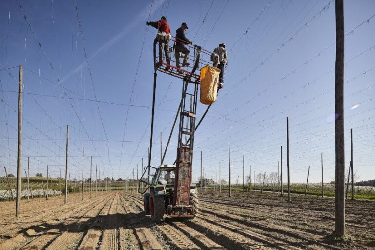 Das Hopfenjahr: die Frühlingsarbeiten