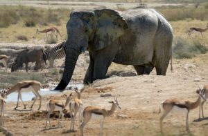 Elefanten und Antilopen in Namibia