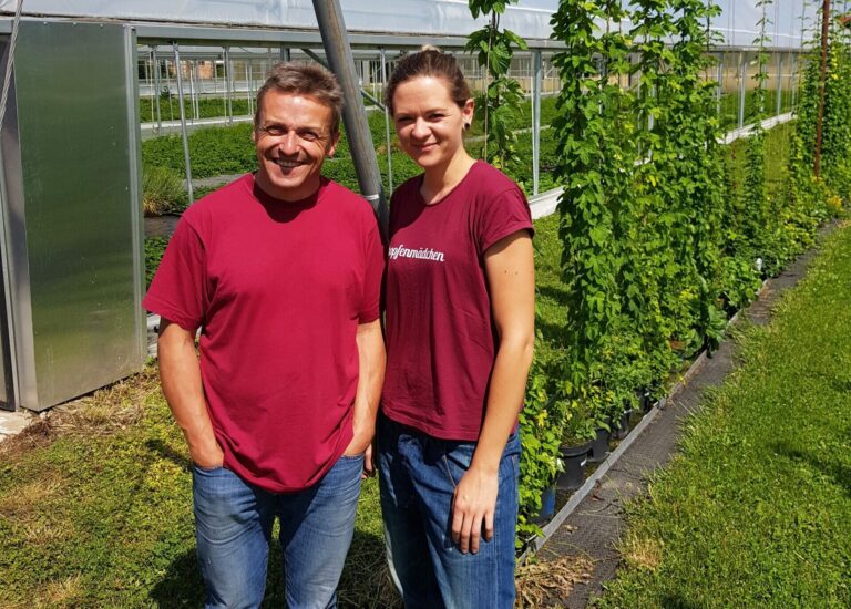 Hopfen aus eigenem Garten