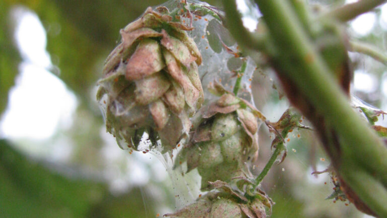 Von Bier bis Arznei: Wie Hopfen gegen Spinnmilben resistenter wird