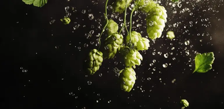 Hopfen-Forschung: Viel mehr als nur „Die Seele eine Bieres“